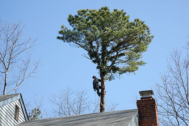 How Our Tree Care Process Works  in  Saddlebrooke, AZ